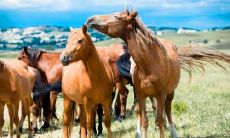 豺狼当道，如何是好打一生肖 生肖马的谜语