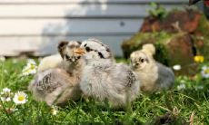 十二生肖最慢的动物,反射弧长超级迟钝