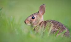 属兔2021.12.1运势 为人低调