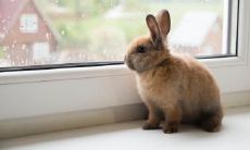 属兔2021.11.30运势 心不在焉