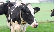 2021犯太岁生肖属相揭秘 为何属牛不怕本命年