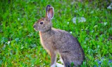 十二生肖最迟钝的动物,在感情里迟钝反应慢