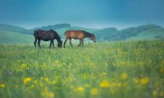 十二生肖最悲惨的动物,晚年孤苦无依