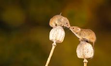 十二生肖最薄命的是什么生肖,命比纸薄的生肖