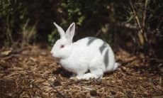 属兔2021.11.16运势 不要随意接受委托