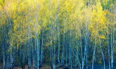 平面设计师五行属什么 缺木做设计师好吗