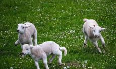 十二生肖最悲凉的动物,孤独没朋友