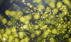 教师这个职业五行属什么 属木能当教师吗