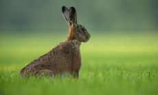 属兔2021.11.13运势 能力突出