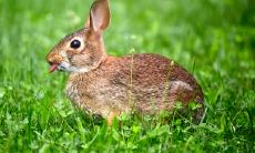 属兔2021.11.9运势 有很多好主意