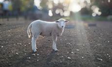 91年属羊会儿女双全吗 91年羊什么时候生子好