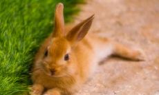 属兔2021.11.5运势 发挥所长