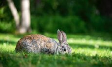 属兔2021.11.3运势 工作严谨