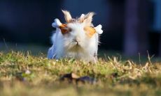 属兔2021.10.30运势 不要一时冲动