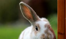 属兔2021.10.25运势 鸿运当头