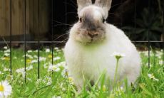 属兔2021.10.24运势 多有桃花