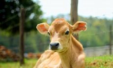 属牛2023.3.4运势 随和好相处