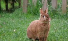 属兔2021.10.8运势 深得同事信赖