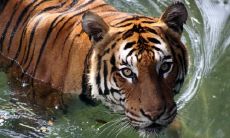 2022年属虎男本命年佩戴适合佩戴什么，虎年男士本命年转运吉祥物