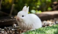 属兔2021.9.30运势 事业感情双丰收