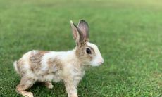 属兔2021.9.1运势 运势平淡宜适当放松