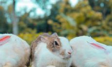 属兔2021.8.25运势 情场失意职场得意