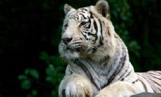 1962年属虎女2022年本命年运势