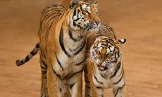 74年出生49岁虎女在虎年每月运势 属虎人2022年每月运势详解