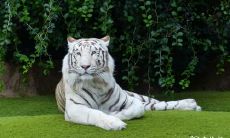 九月十六生日虎女的命运 农历九月十六是富贵命