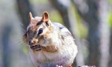 72年属鼠农历八月出生 生肖鼠几月出生命最好