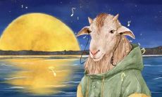 属羊2021.12.18运势 不斤斤计较