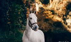 丑时出生属马的女人 属马的几点出生有福气