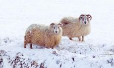 属羊2021.12.15运势 粗中有细