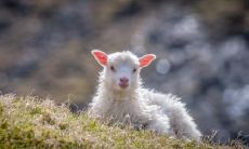 属羊2021.12.14运势 适合做些副业