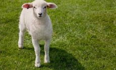 属羊2021.12.11运势 有想法