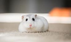 1996年属鼠男2022年运势及运程详解