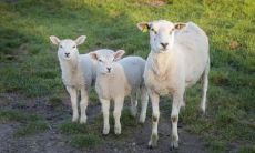 属羊2021.12.7运势 行事冲动