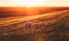 属羊2021.12.6运势 控制不住八卦的心