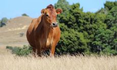 85年牛男38岁在2022虎年每月运势