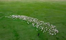 属羊2021.12.3运势 士别三日当刮目相待