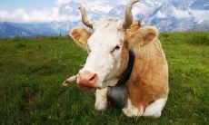 1997年属牛男2022年运势及运程详解