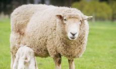 属羊2021.11.25运势 不要插手别人的事