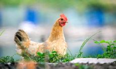 秋天的鸡命好吗 属鸡秋天生财运好吗