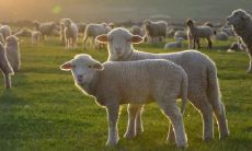 属羊2021.11.23运势 能谈成满意的项目