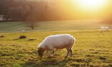 属羊2021.11.12运势 容易思前想后