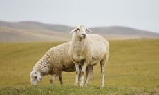 属羊2021.11.9运势 恰逢良缘