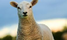 属羊2021.11.8运势 做好自己