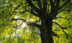 煤属火还是木 喜木佩戴什么吉祥物