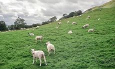 属羊2021.11.3运势 邂逅真爱