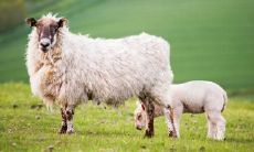 属羊2021.10.31运势 做事不马虎